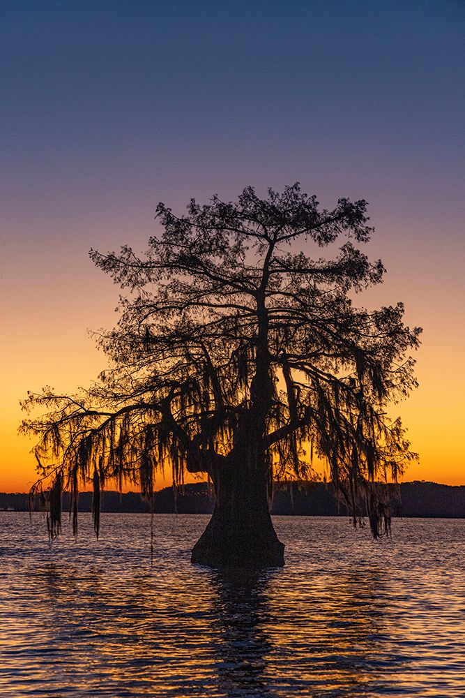 Cypress trees silhouetted at sunrise in autumn at Lake Dauterive near Loreauville-Louisiana-USA art print by Chuck Haney for $57.95 CAD